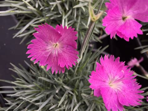 Flamethrower witch dianthus